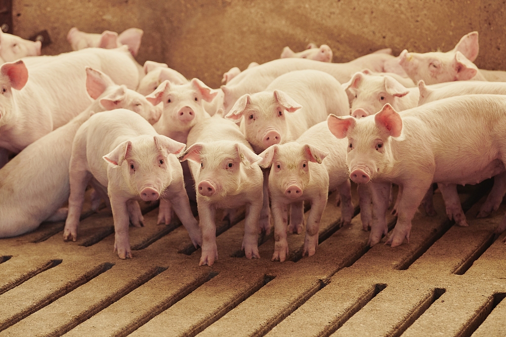 猪价去年12月旺季触底 上市猪企普遍承压 行业去产能进行中