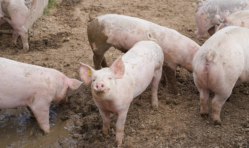 四川开展生猪龙头企业专题调研